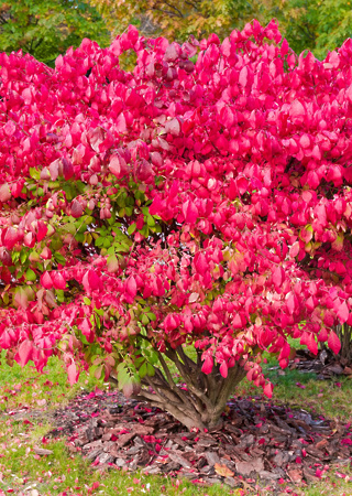 Euonymus alatus Compactus