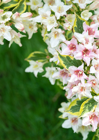 Weigela Nana Variegata