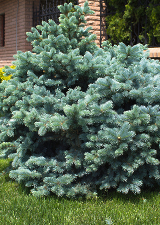 Picea pungens Glauca Globosa