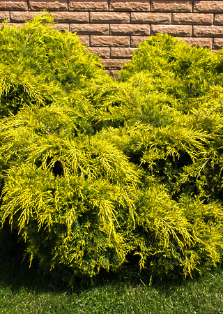 Juniperus media Pfitzeriana Aurea
