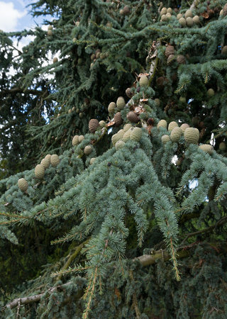 Cedrus atlantica