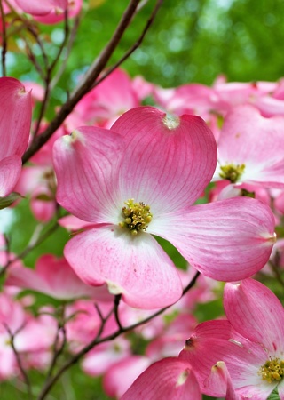 Cornus florida Rubra