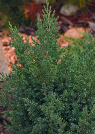Juniperus squamata Blue Pacific