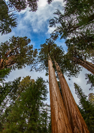 Sequoia gigantea