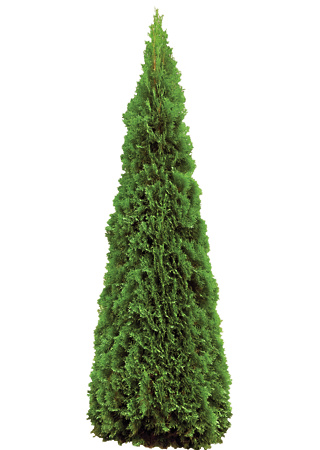 thuja