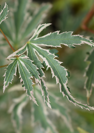 Acer palmatum Butterfly