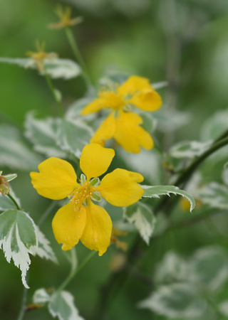 Kerria japonica Picta