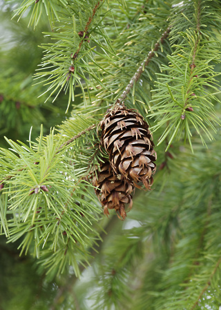 Pseudotsuga menziesii