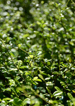 Ilex crenata