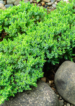 Juniperus media Procumbens Nana