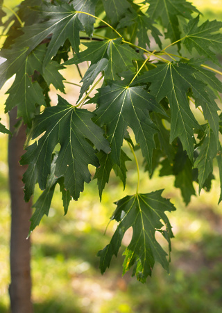 Acer saccharinum Pyramidalis