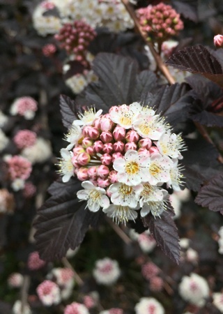 Physocarpus opulifolius Diablo