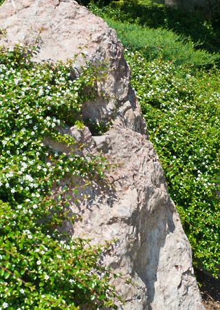 Cotoneaster dammeri Skogholm