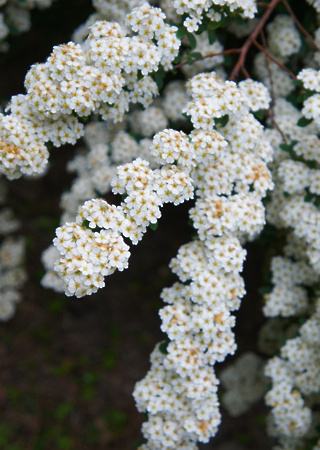 Spiraea nipponica Snowmound