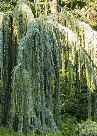 Cedrus libani Glauca Pendula