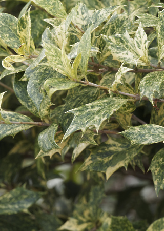 Osmanthus heterophyllus Goshiki