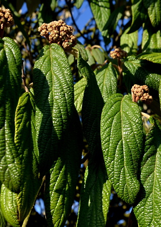 Viburnum rhytidophyllum