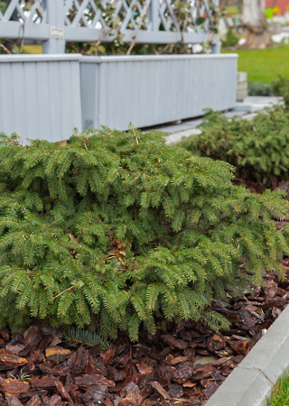 Picea abies Nidiformis