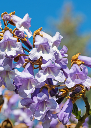 Paulownia tomentosa