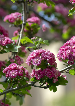 Crataegus leavigata Paul´s Scarlet