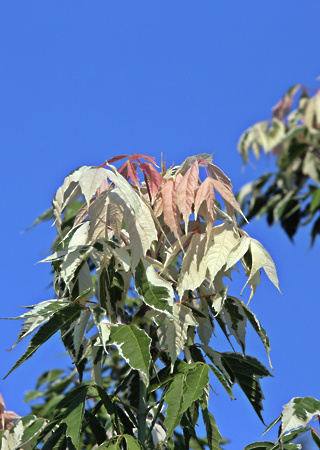 Acer negundo Flamingo