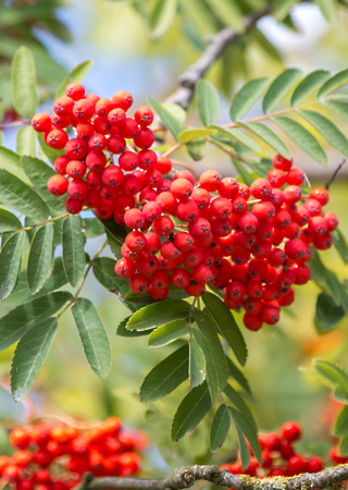 Sorbus aucuparia