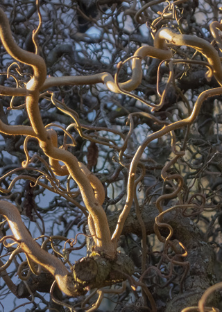 Corylus avelana Contorta