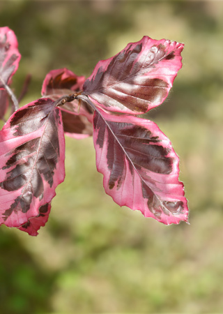 Fagus sylvatica Purpurea Tricolor