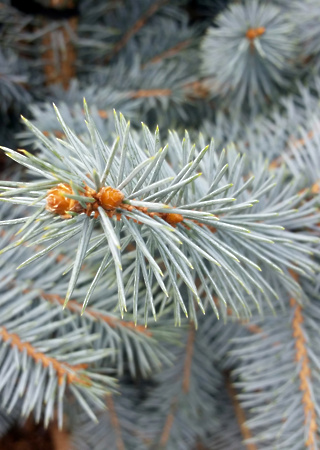 picea pungens