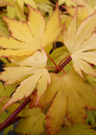 Acer palmatum Orange Dream