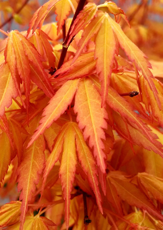 Acer palmatum Katsura