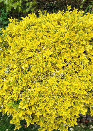 Euonymus fortunei Emerald´n gold
