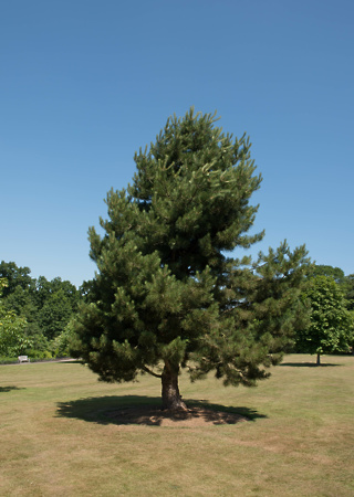 Pinus nigra