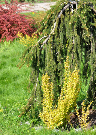 Picea abies Inversa