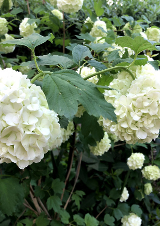 Viburnum opulus