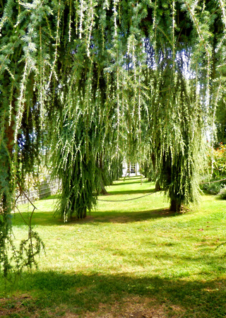 Cedrus deodara Pendula