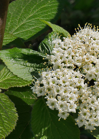 Viburnum lantana