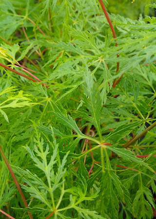 Acer palmatum Emerald Lace