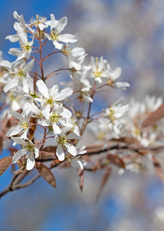 Amelanchier lamarckii