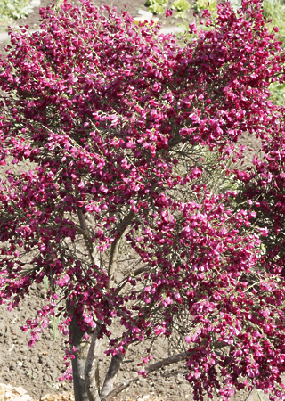 Cytisus scoparius Boskoop Ruby