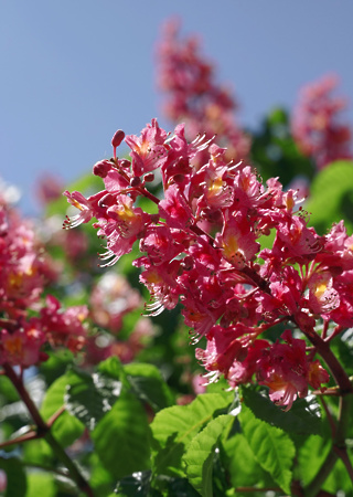 Aesculus x carnea Briotii