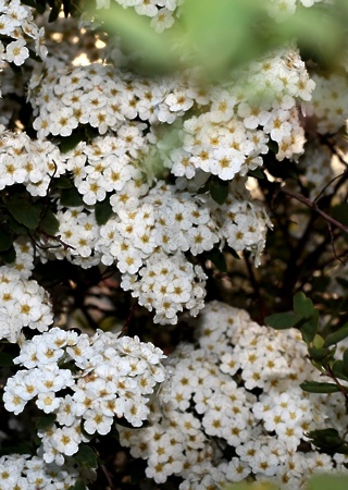 Spiraea vanhouttei