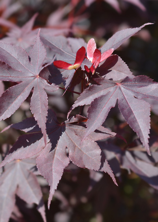 Acer palmatum Bloodgood