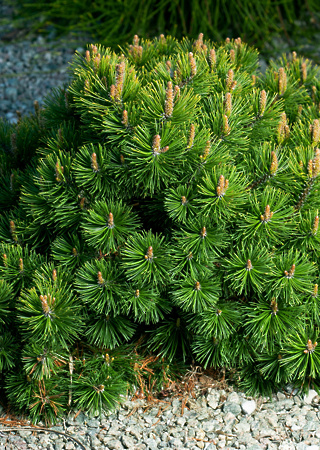 Pinus mugo var. pumilio