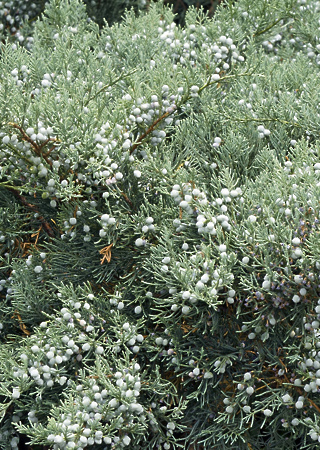 Juniperus virginiana Grey owl