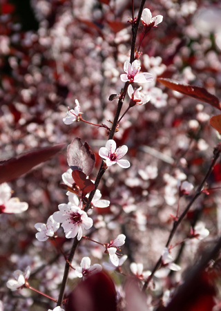 Prunus x cistena