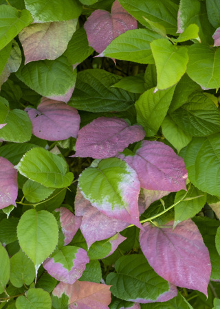 Actinidia kolomikta