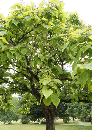 Catalpa bignonioides