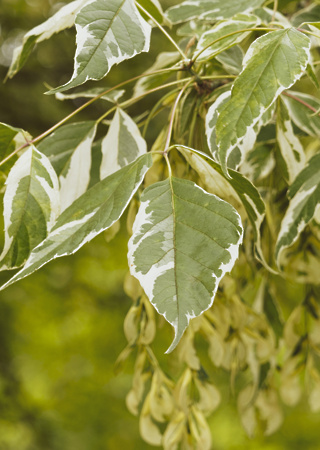 Acer negundo Aureo Variegatum