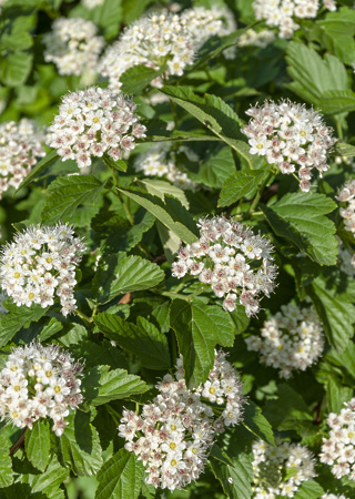 Physocarpus opulifolius